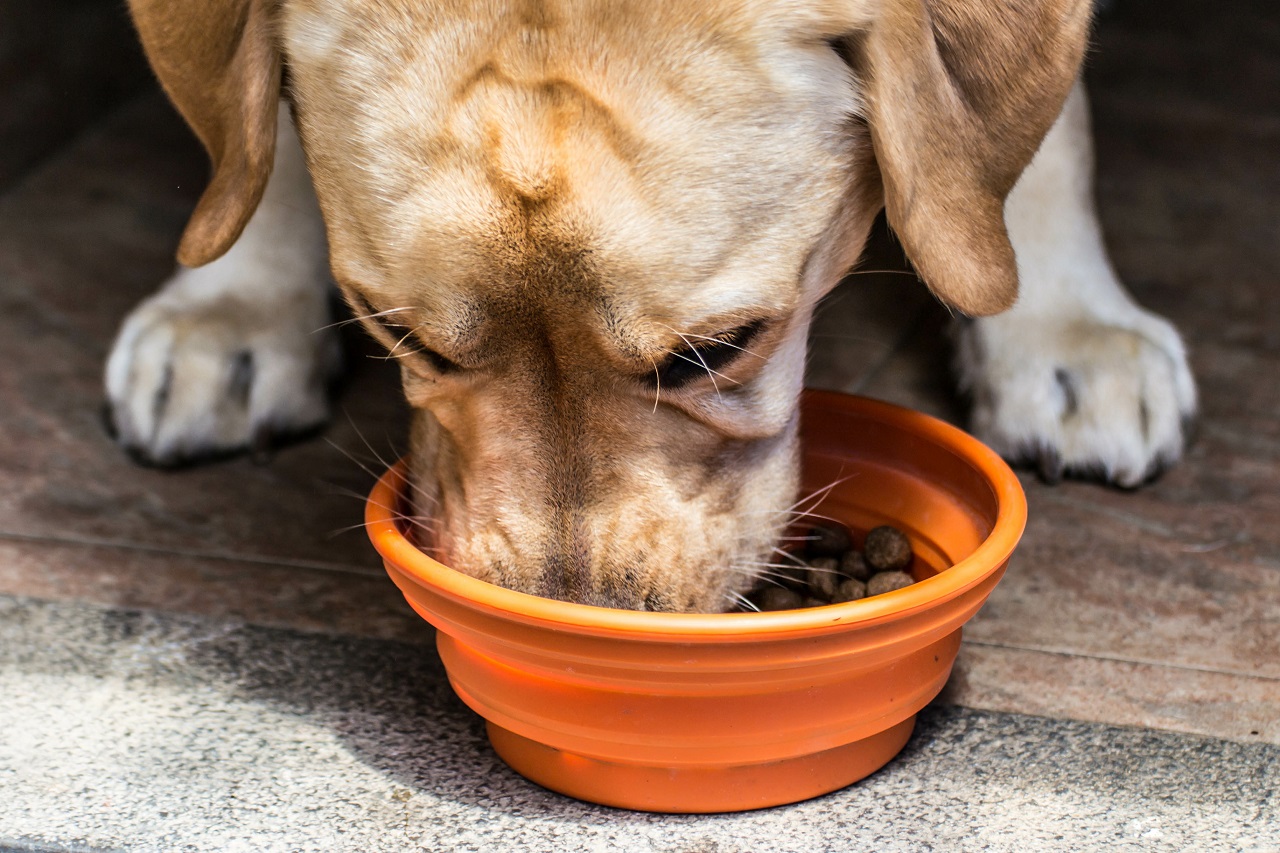 Psia dieta – zadbaj o zdrowie swojego pupila