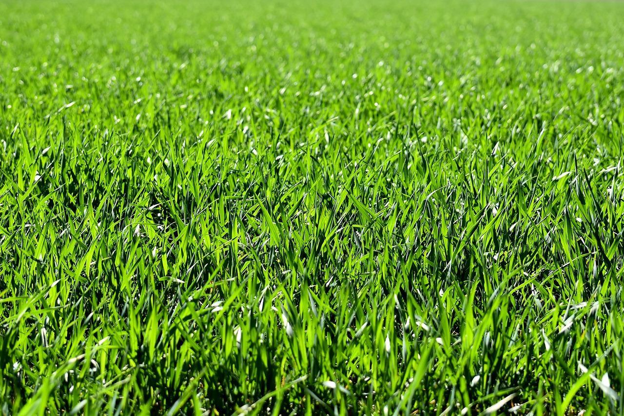 Jakie są najważniejsze zalety prawdziwej  trawy w rolkach?